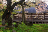 山形県の桜