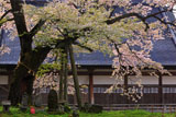 注連縄と注連寺の七五三掛桜