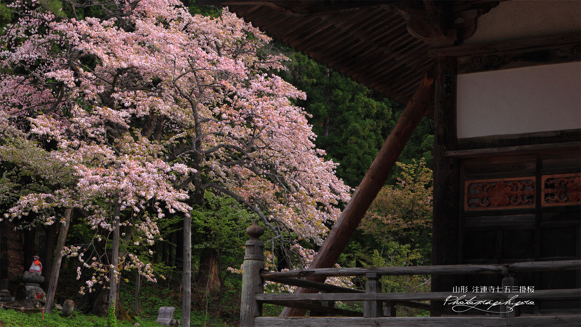 本堂と注連寺七五三掛桜