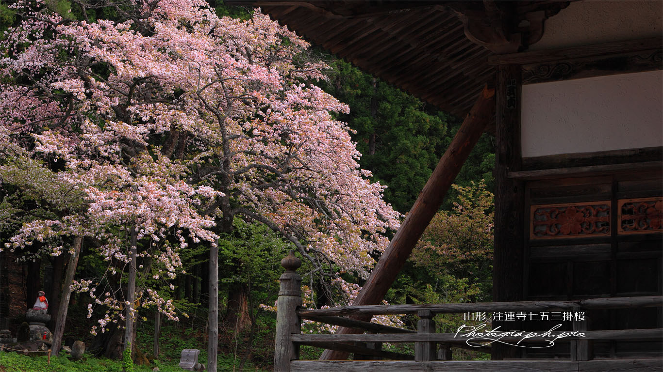 本堂と注連寺七五三掛桜 壁紙