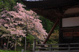 本堂と注連寺七五三掛桜