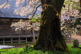 注連寺の七五三掛桜の樹幹
