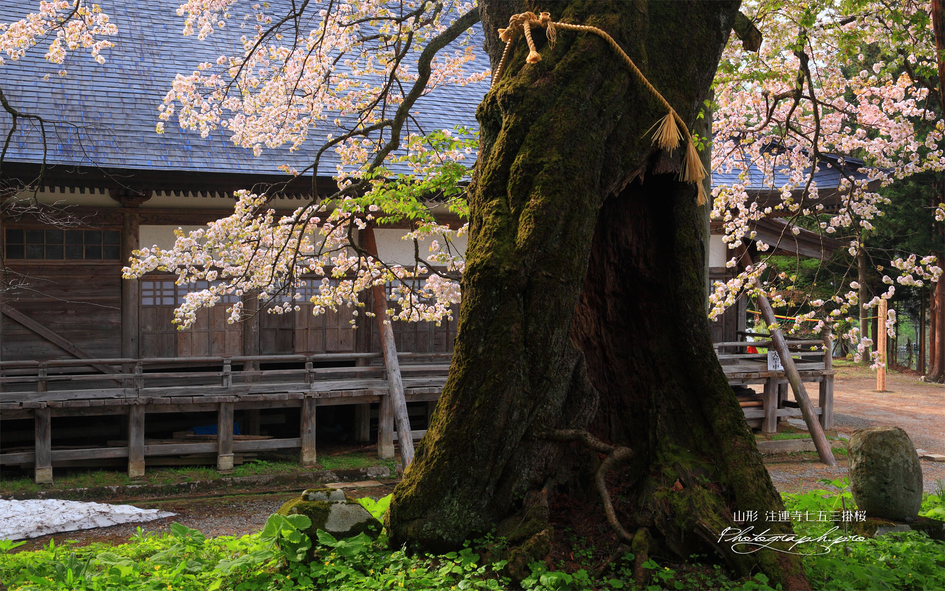 注連寺の七五三掛桜の樹幹