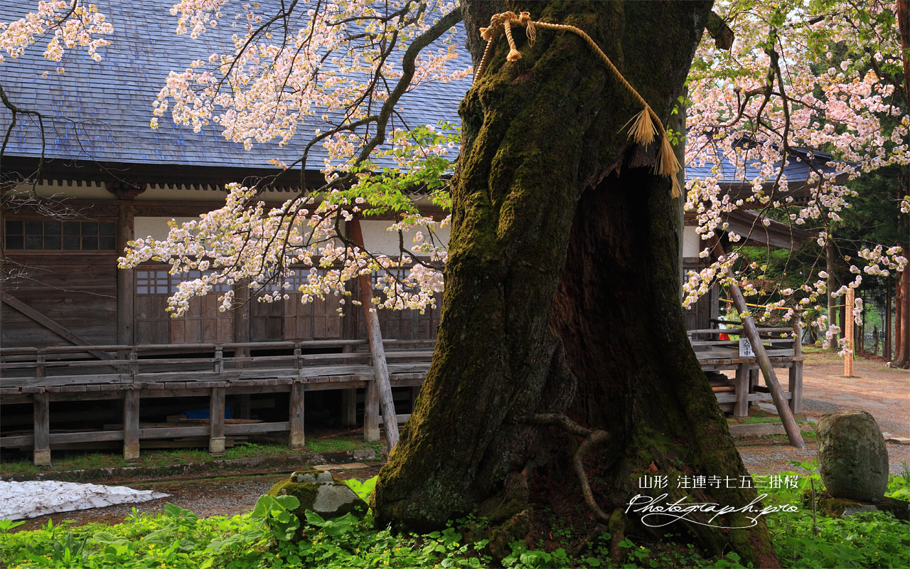 注連寺の七五三掛桜の樹幹 壁紙