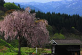 七五三掛の枝垂れ桜