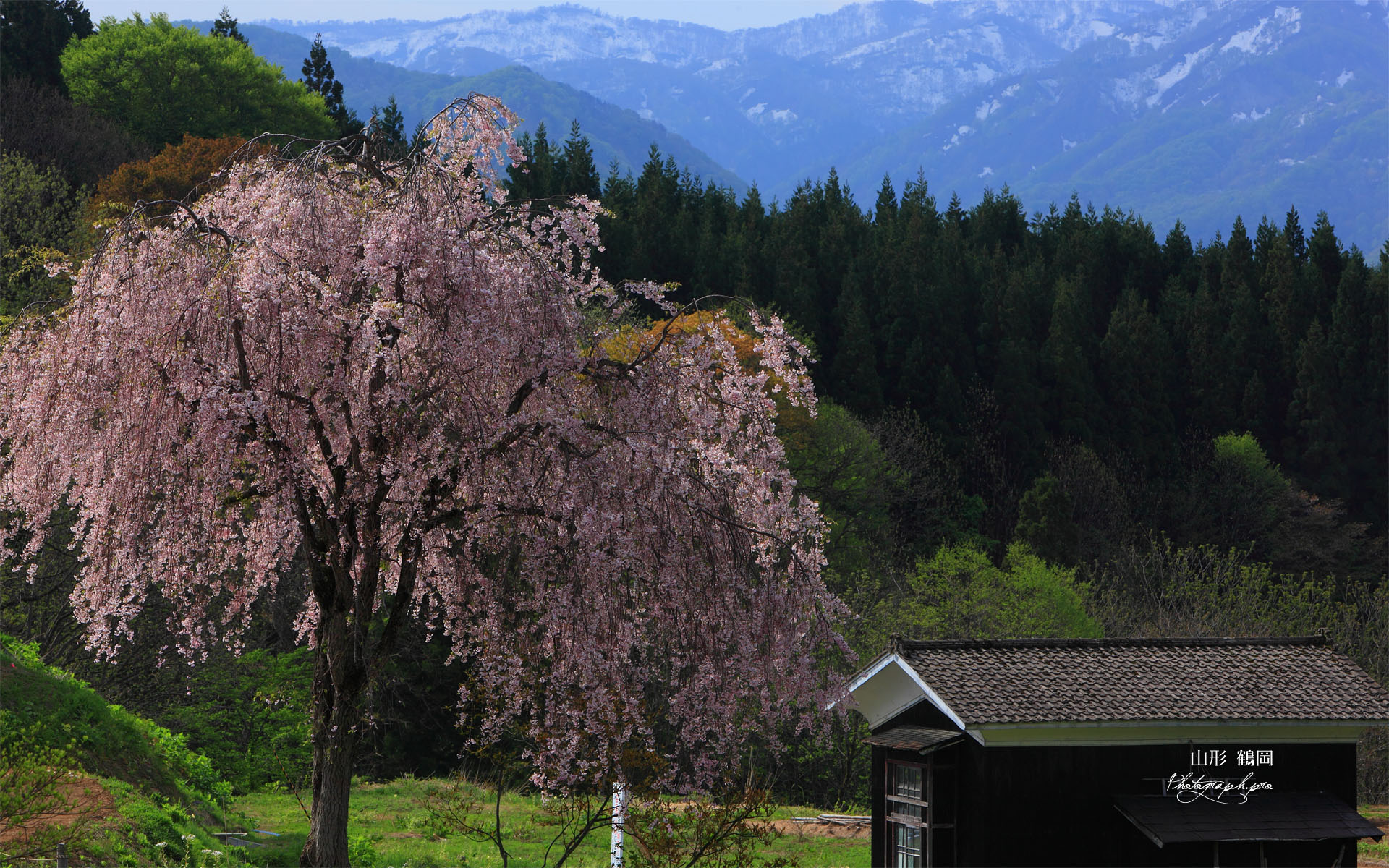 七五三掛の枝垂れ桜