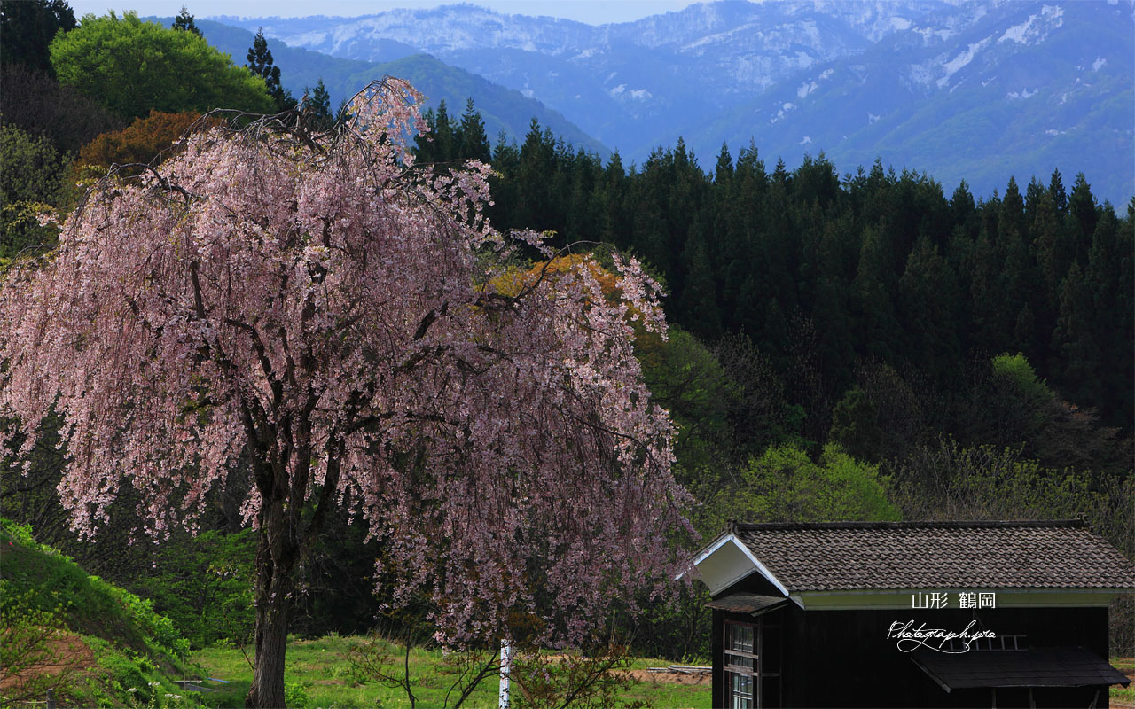七五三掛の枝垂れ桜 壁紙