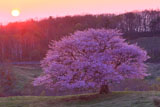 朝陽と亀ヶ森の一本桜