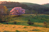 丘に紅一点の亀ヶ森の一本桜