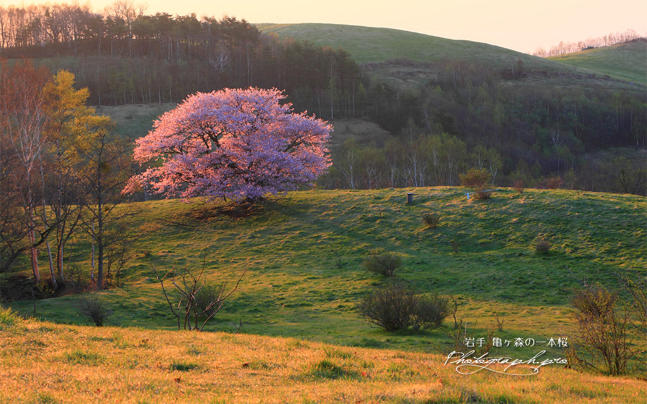 丘に紅一点の亀ヶ森の一本桜 壁紙