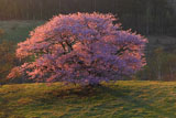 東北の桜