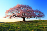 孤高の一本桜