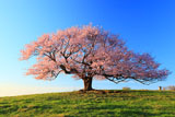 岩手県の桜