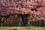 大山桜のぶっとい幹