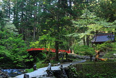 羽黒山の桜