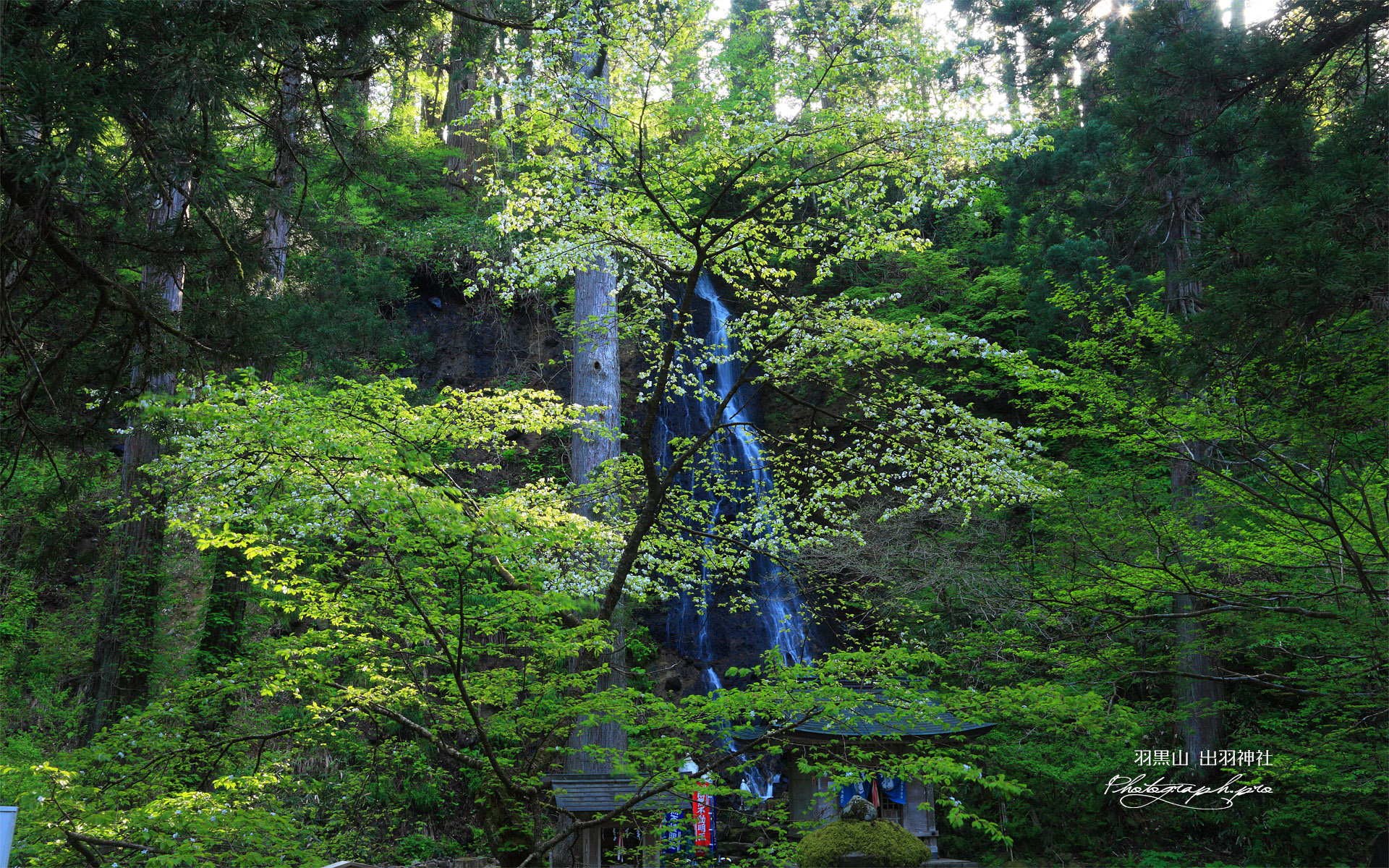 羽黒山の桜 須賀の滝