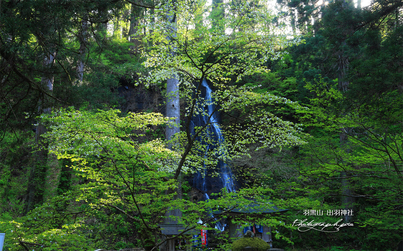 羽黒山の桜 須賀の滝 壁紙