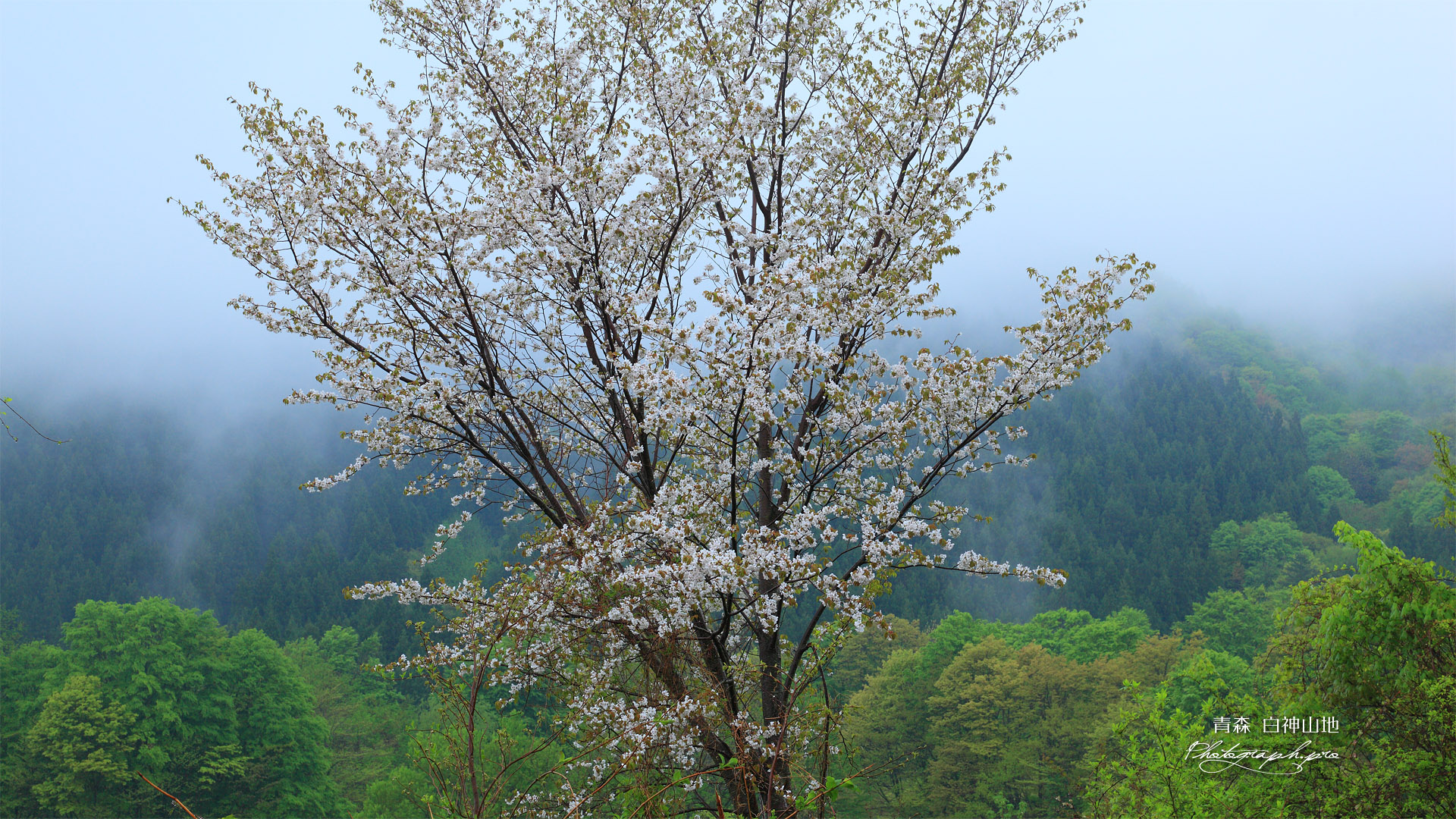 白神山地 カスミザクラ