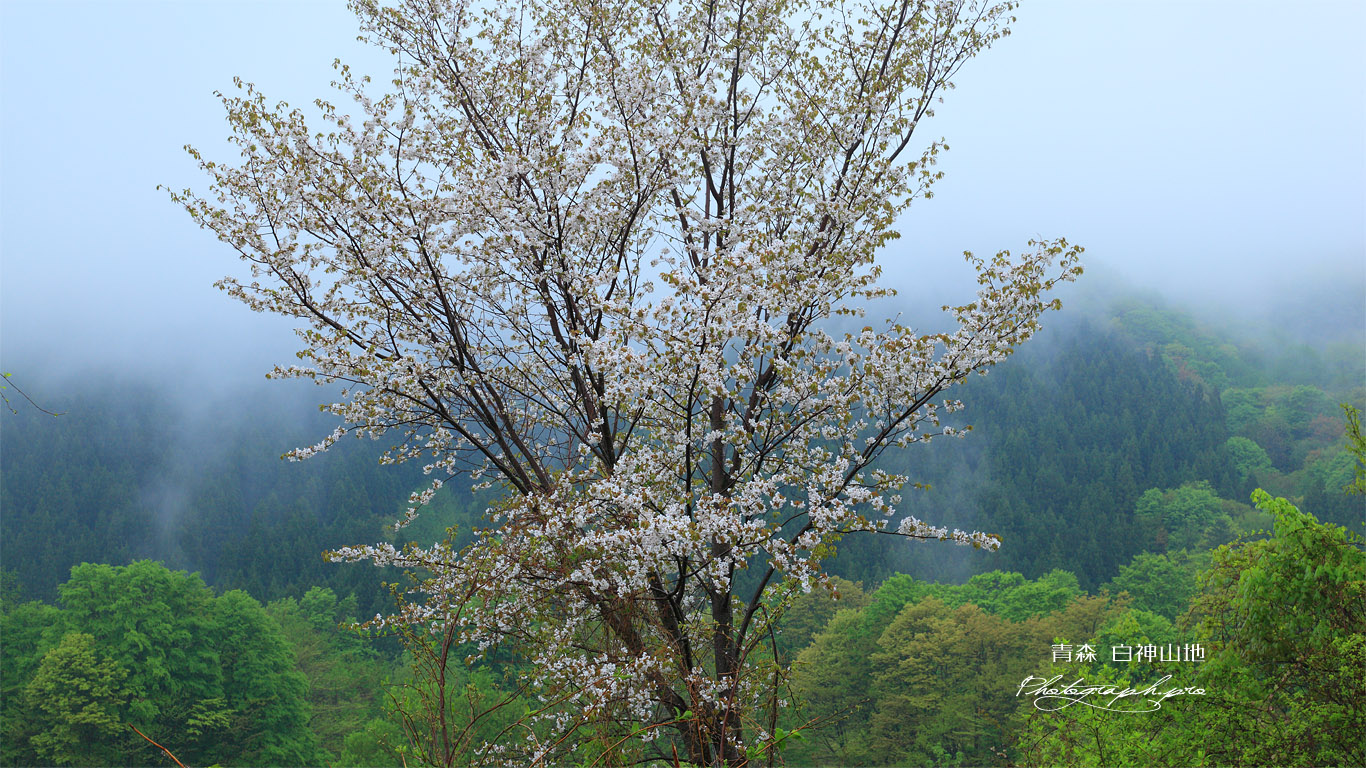 白神山地 カスミザクラ 壁紙