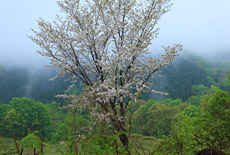 白神山地の桜