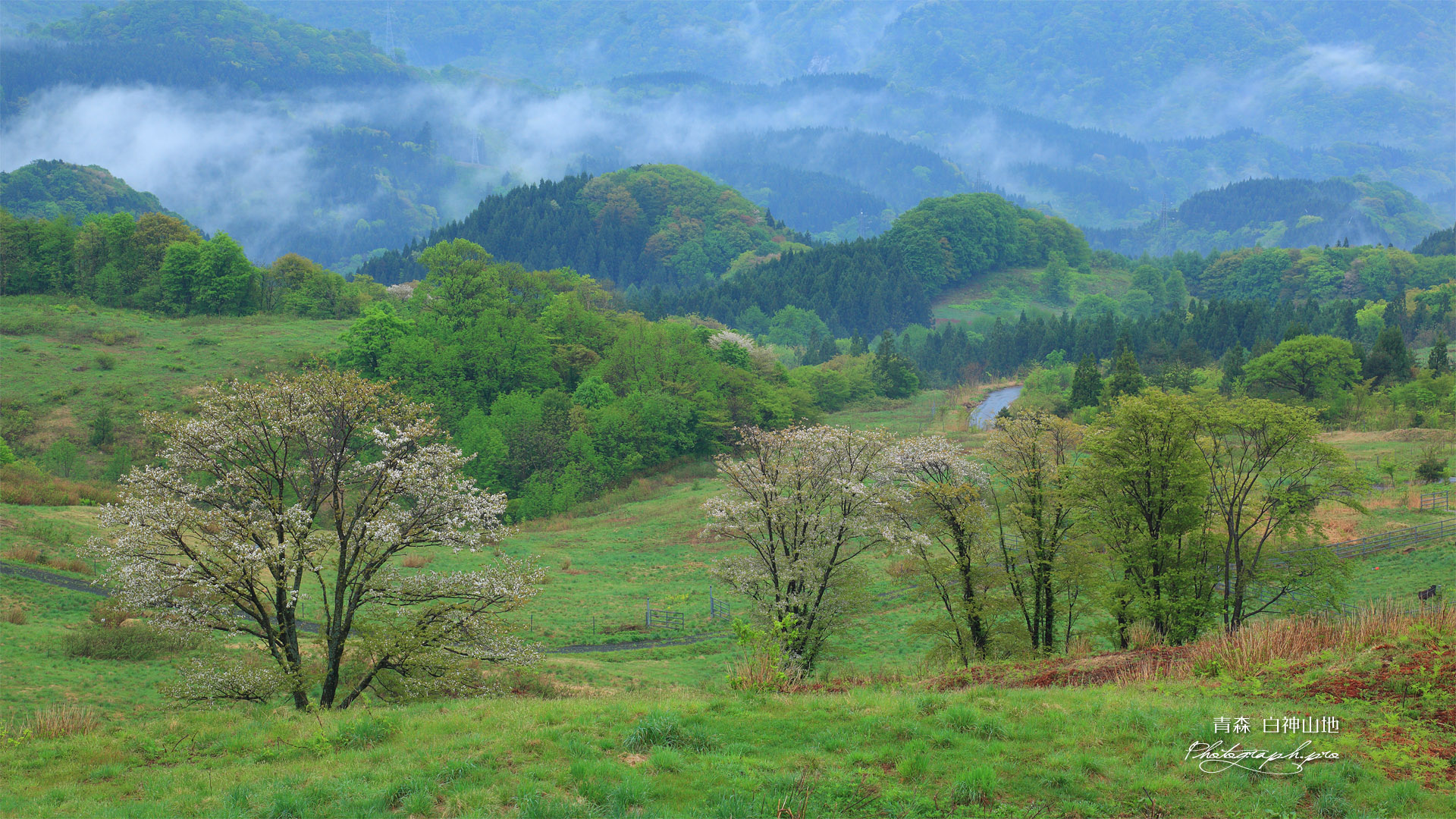 白神山地 牧場の桜