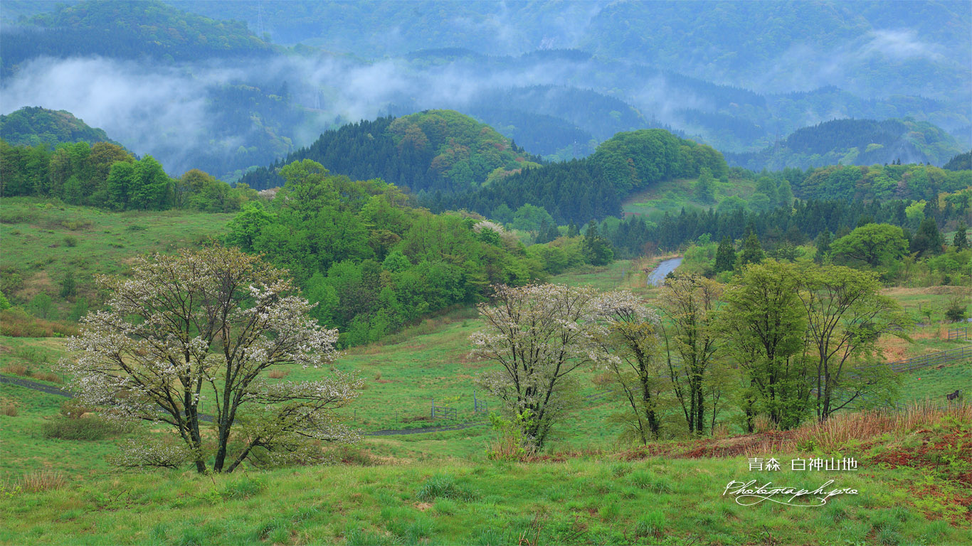白神山地 牧場の桜 壁紙