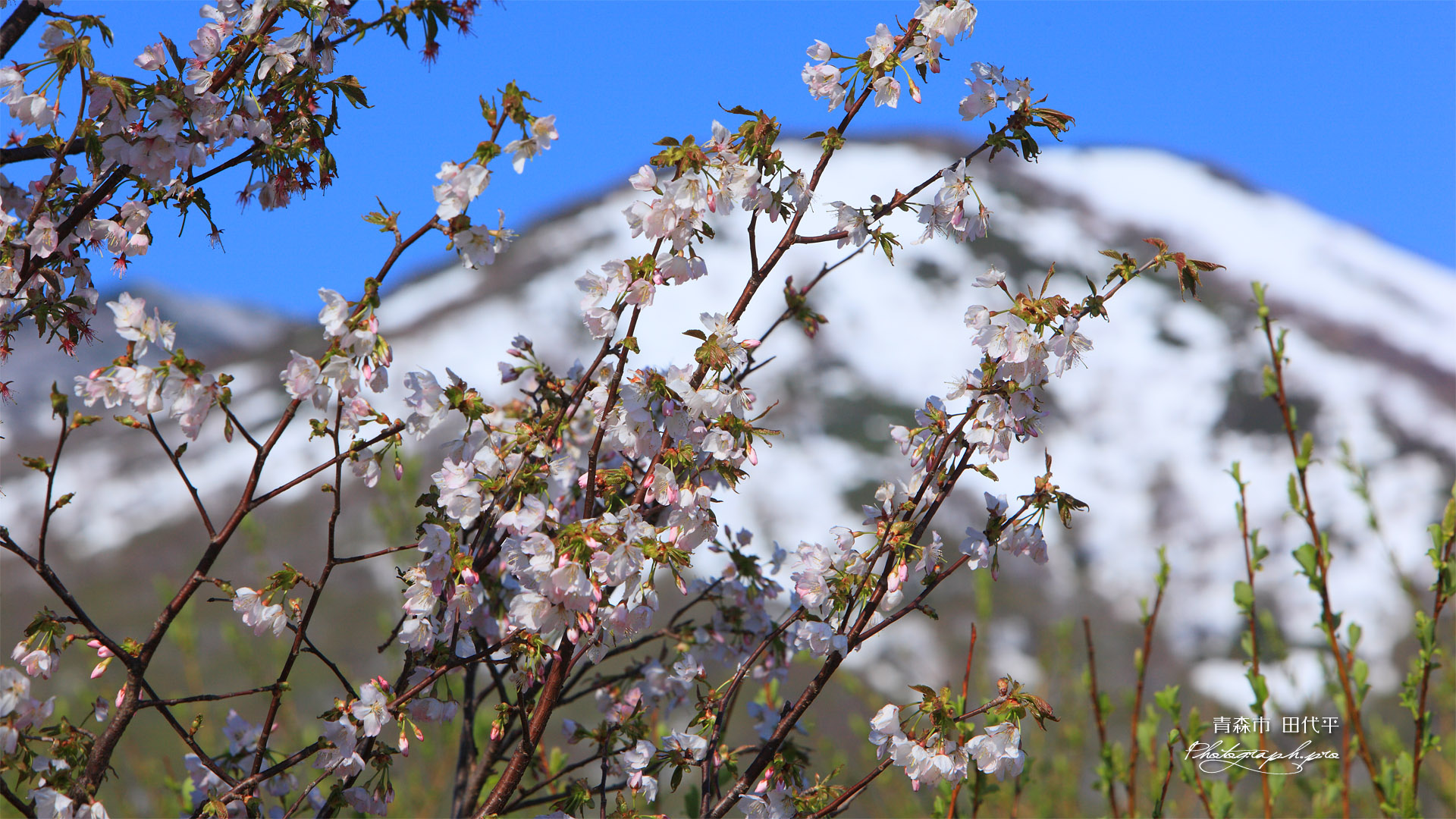 八甲田の桜 田代平