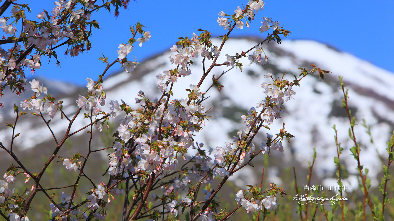 八甲田の桜 田代平 壁紙