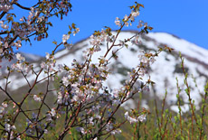 八甲田の桜