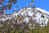 八甲田の桜