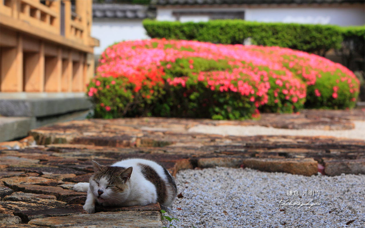 ZZZ 壁紙