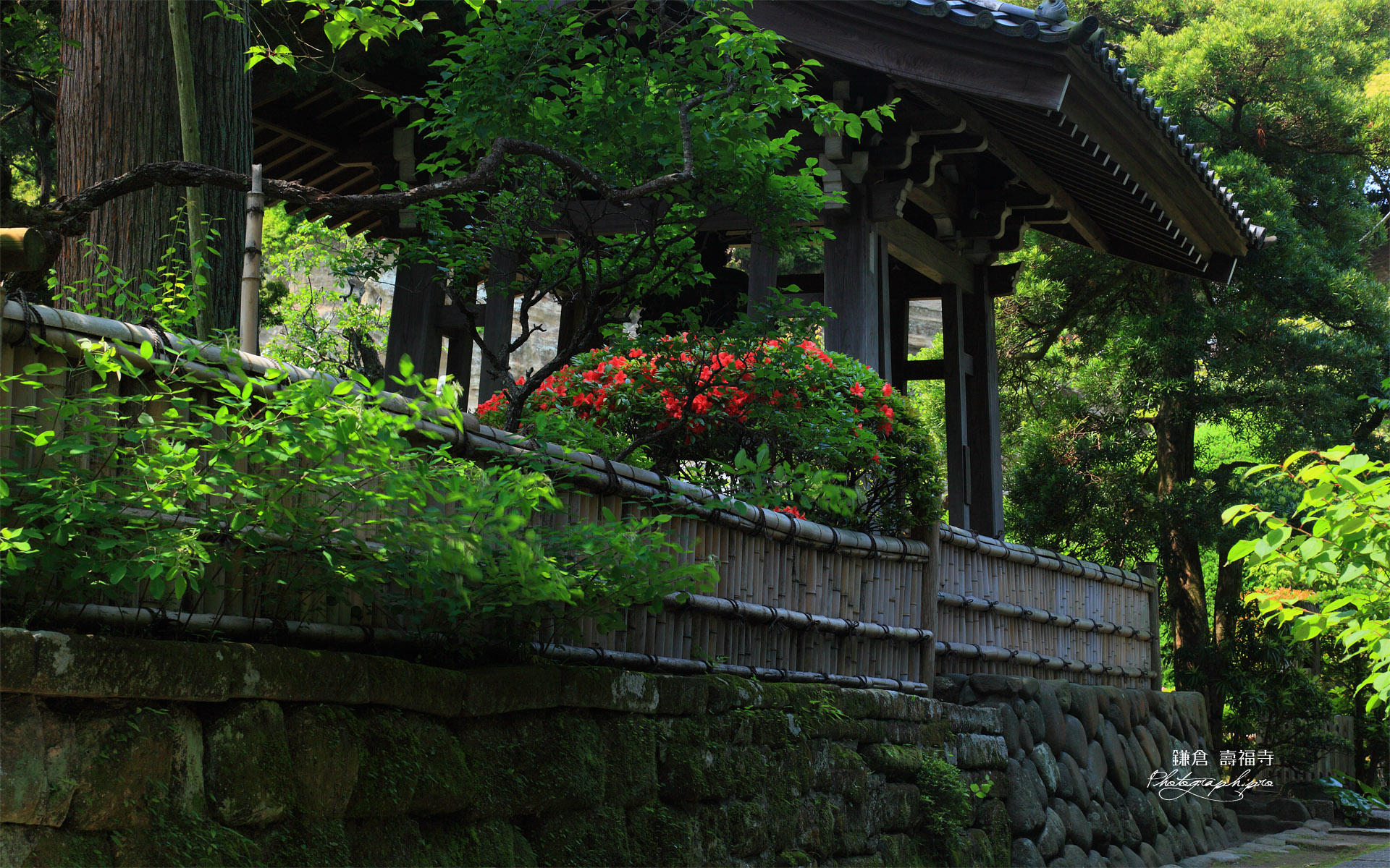 寿福寺 サツキと鐘楼
