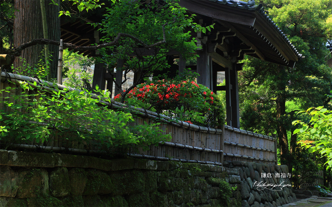 寿福寺 サツキと鐘楼 壁紙