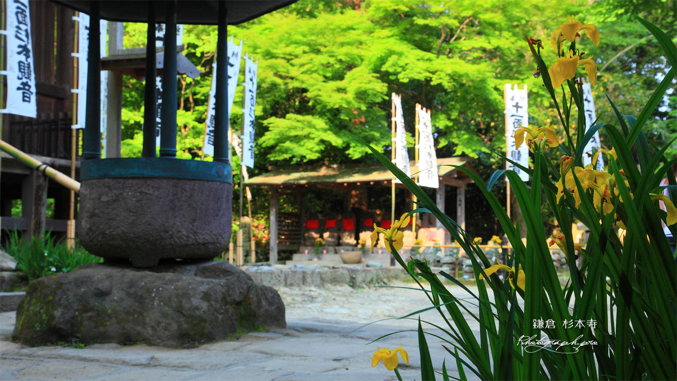 鎌倉 杉本寺のキショウブ 壁紙
