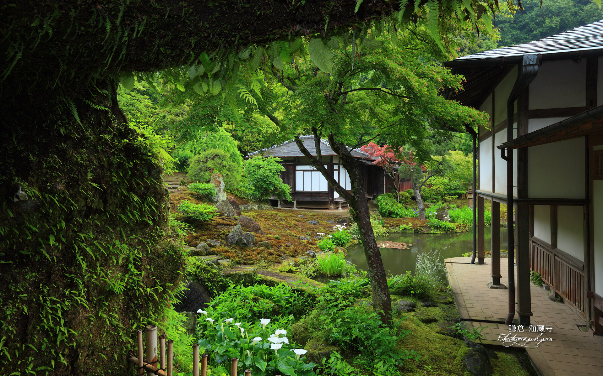 海蔵寺 やぐらからオランダカイウ