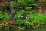 海蔵寺 カラーとカキツバタ