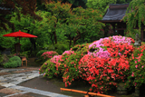 海蔵寺 サツキ