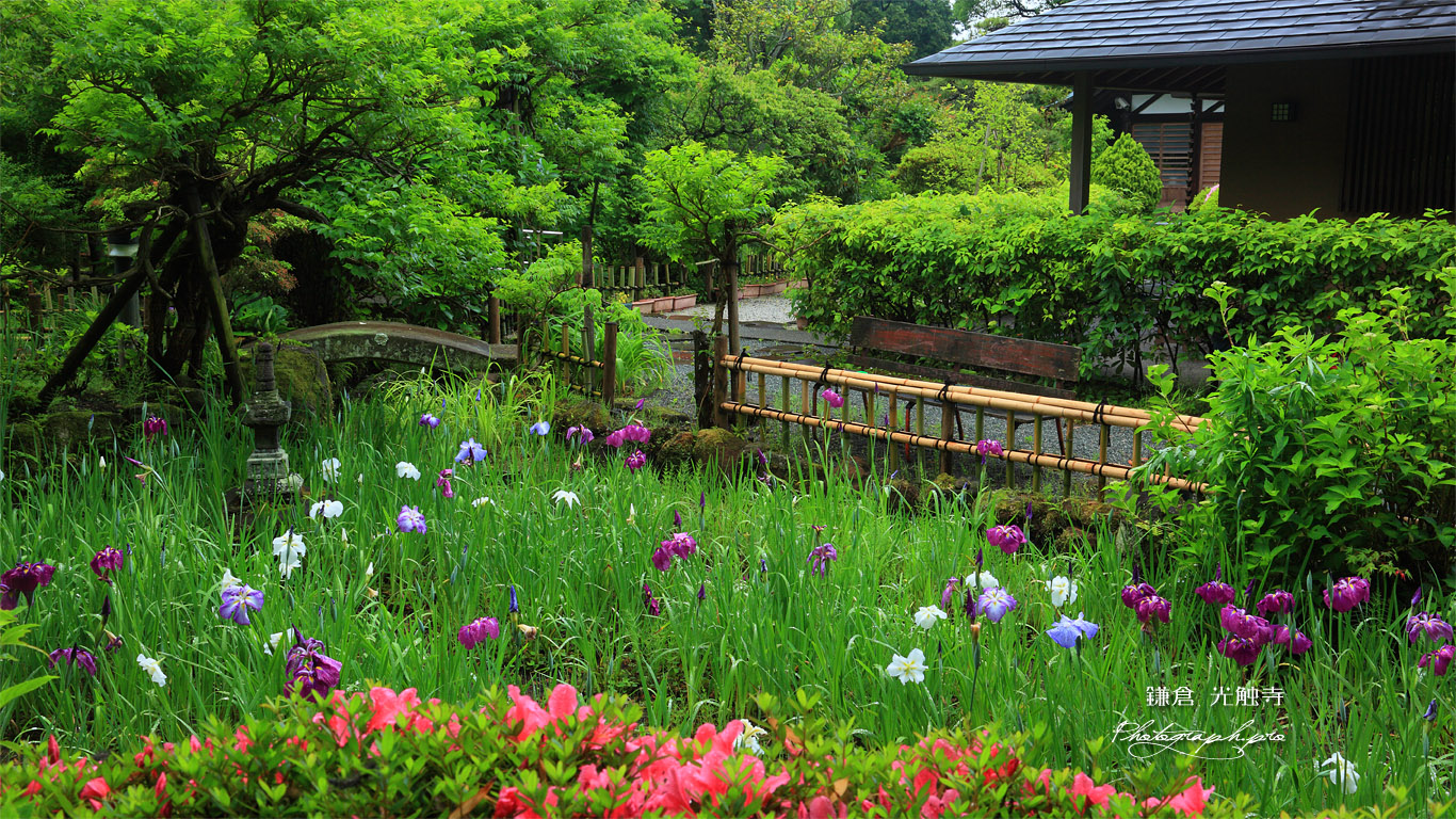 鎌倉光触寺 菖蒲園 壁紙