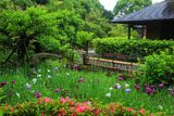 鎌倉光触寺 菖蒲園