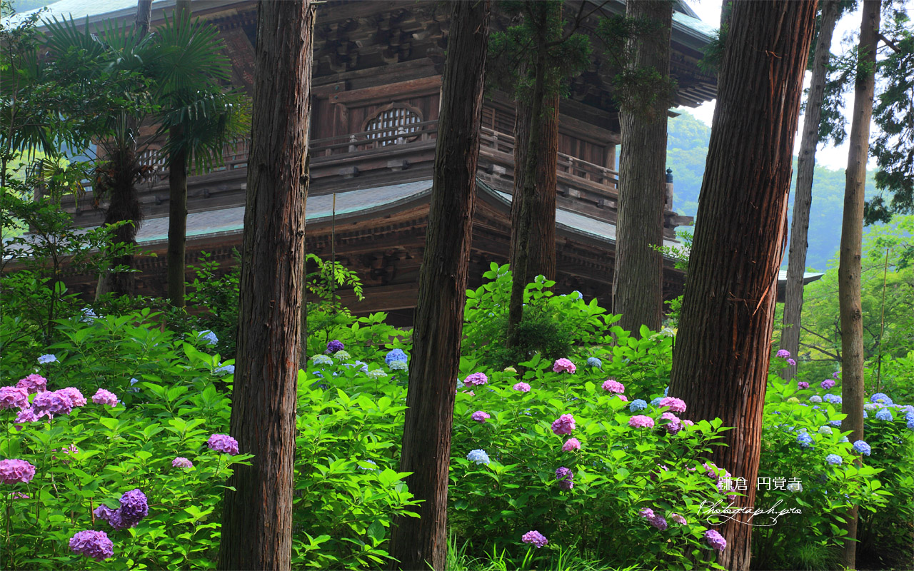 あじさいと山門 壁紙