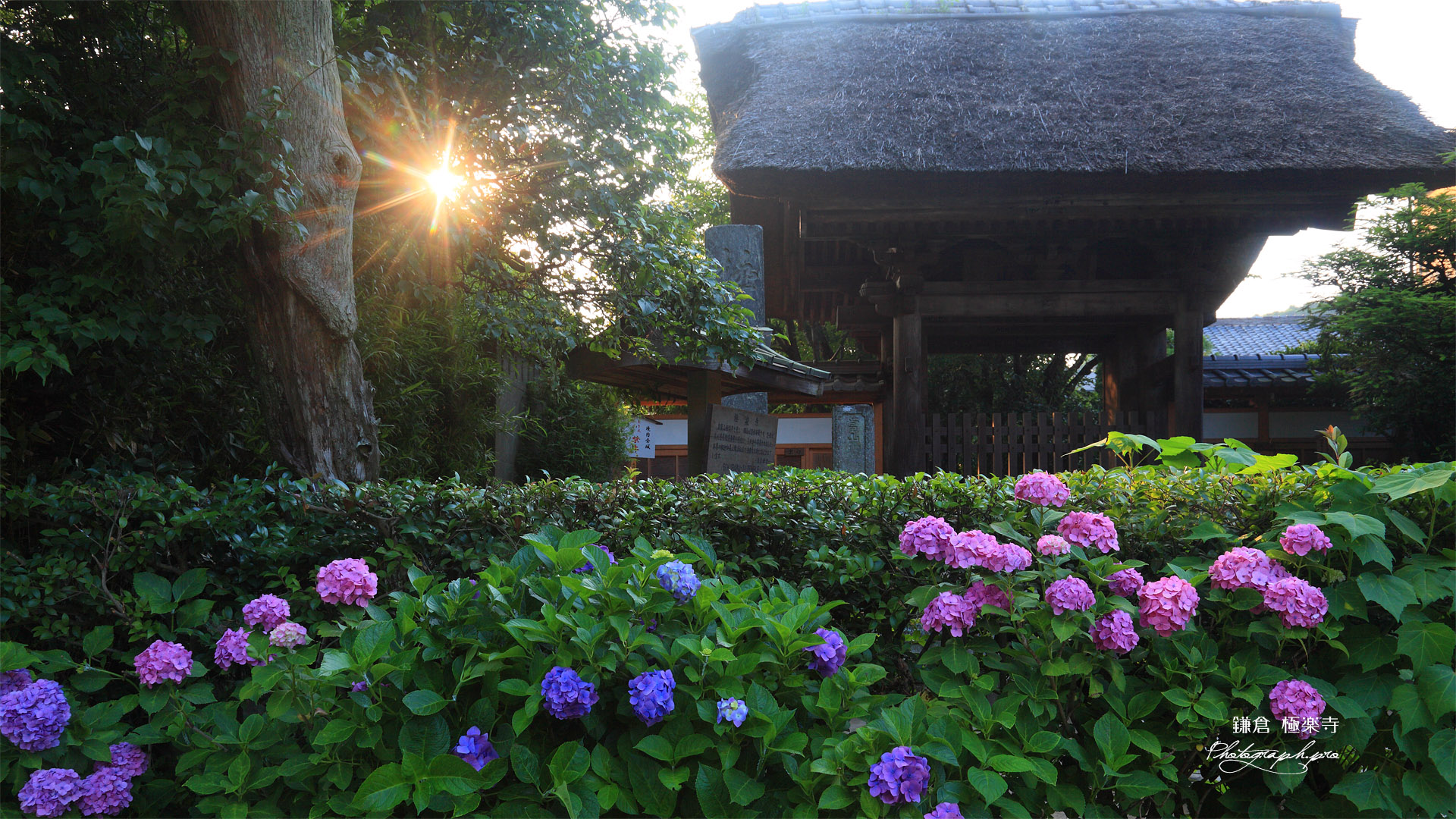 極楽寺 アジサイと山門