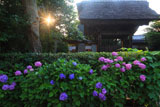 極楽寺 紫陽花と山門