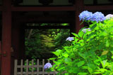 妙法寺 あじさいと苔石段