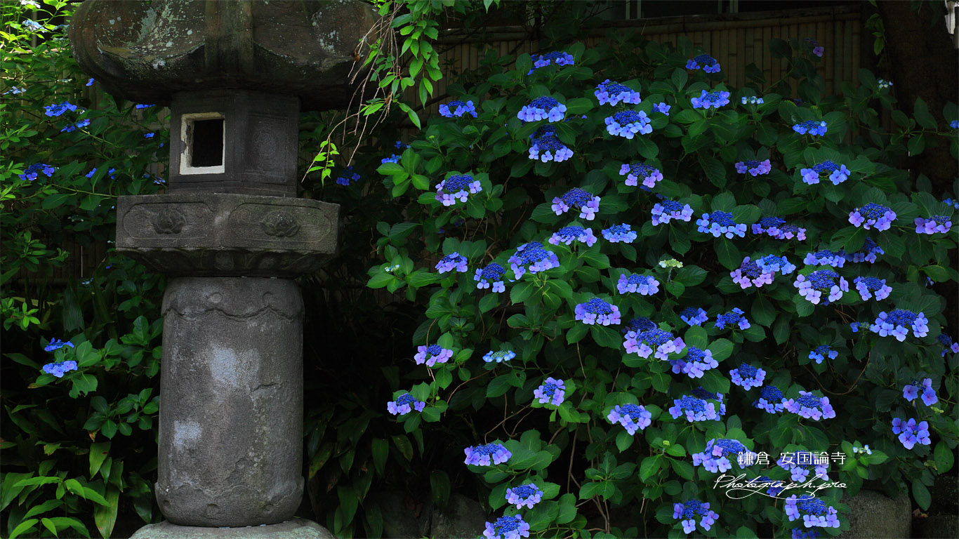 安国論寺 アジサイと石灯篭 壁紙