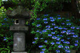 安国論寺 アジサイと石灯篭