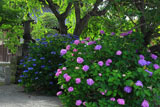 本覚寺 西洋紫陽花と額紫陽花