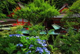 荏柄天神社の紫陽花と社殿