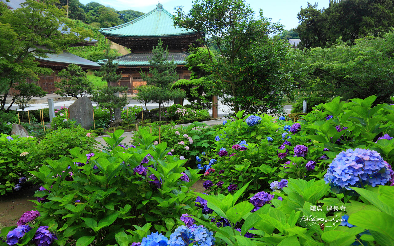 紫陽花苑と建長寺仏殿 壁紙