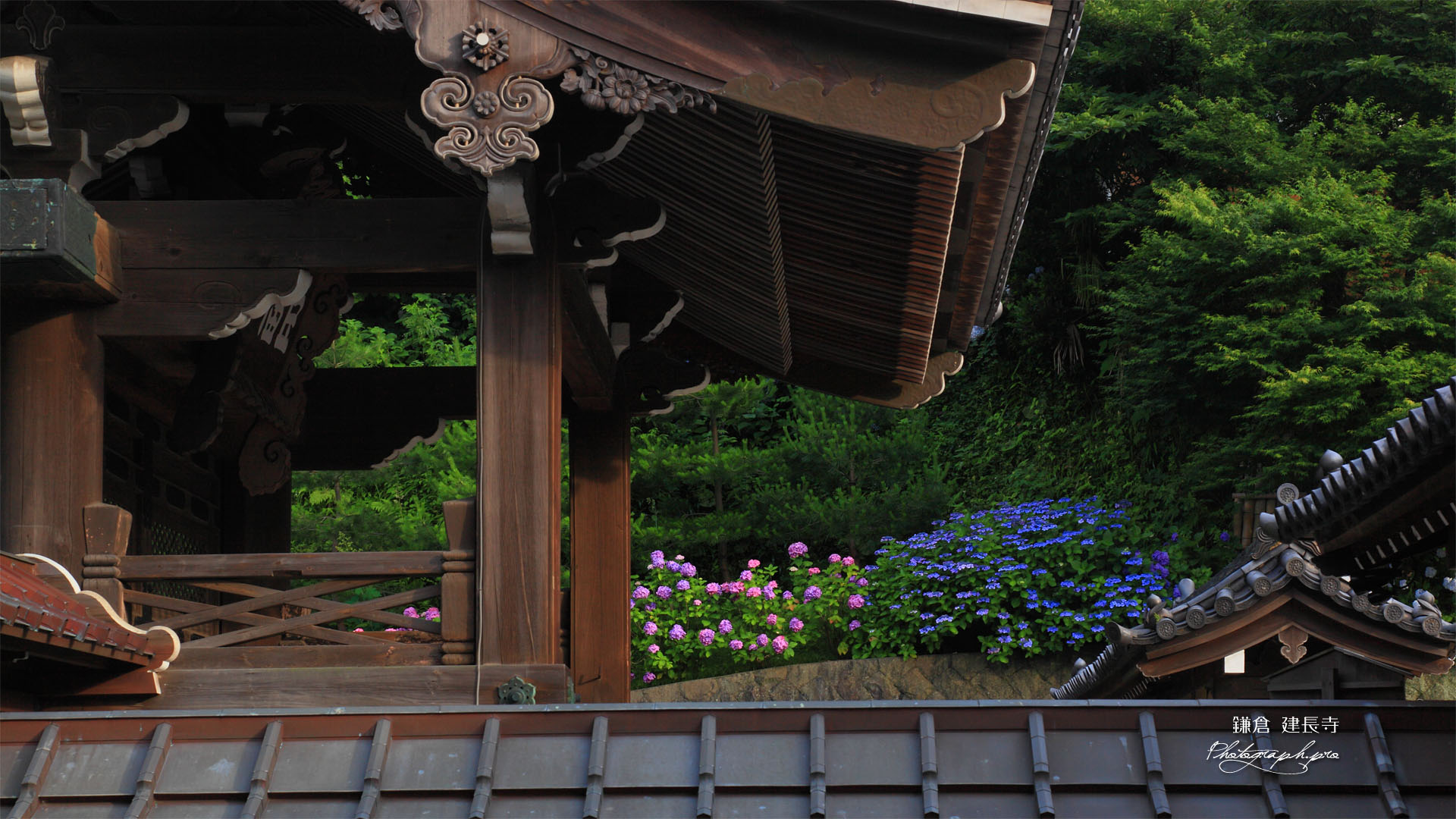 建長寺総門とあじさい