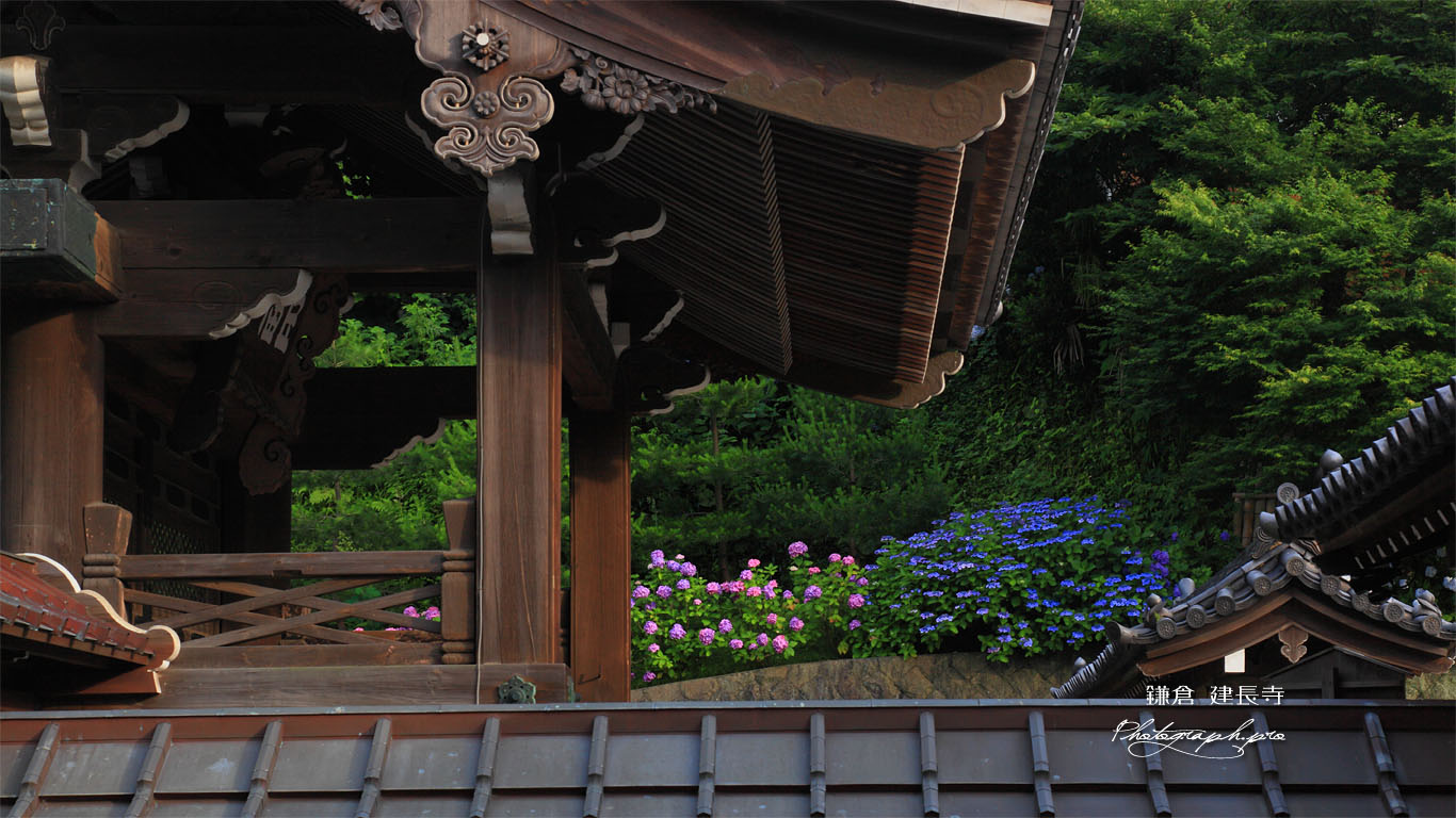 建長寺総門とあじさい 壁紙